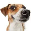 dog123