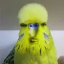 dancerotbo