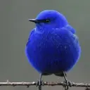 svetreg