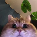 KirillDevicon