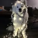 oldsflave