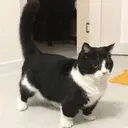 gooze