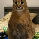 Victumm