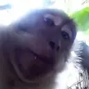 Vchlol