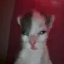 fl0rs