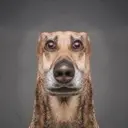 DLLVER