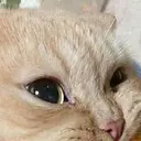 tekilameniar