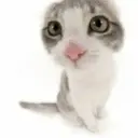 Lolz profile picture for @pillage