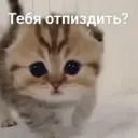 id560040609