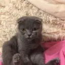 WNTD
