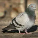 MagipigeonOnTop