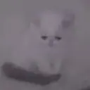 pxncker