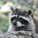 gogadcp