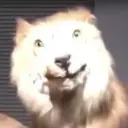mrtanchik