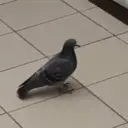 ruslankukukukukh