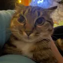 Kronton