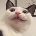 Kotik2748