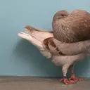 Koreta101