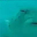 cooldino