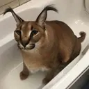 upvote