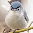 Pygfjb