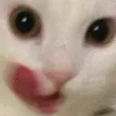 Hholly