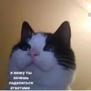 RedikGard228666