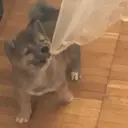 еблагог