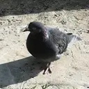 SAsssssssss