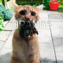 OrangeCat_inactive2764986