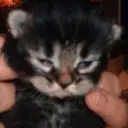 niggus