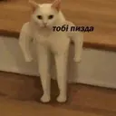 vifvif223