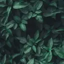 Hii0