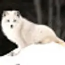 snowfox