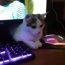 internet_angel