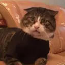 denis_4373