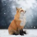 Red_fox