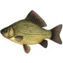 Cergg