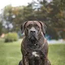 boerboel