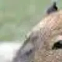 nbhjcf