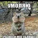 XOM9ICHOK228
