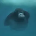 ceeeeeec
