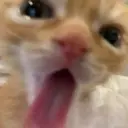 lilpolinahill12