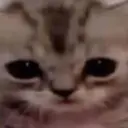 kotuwko