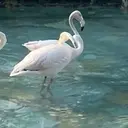 dhogmaa