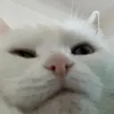 olaolatg