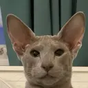 drakyla_6a6y
