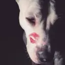 OrigNik