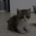 lil_screwball