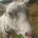 vityaclicklak